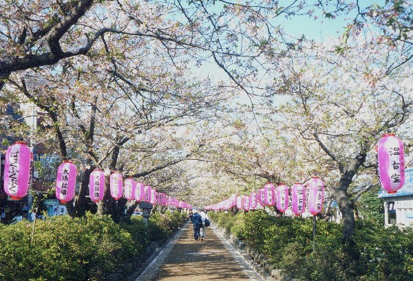コメットさん☆も見た2002年段葛の桜の画像 コメットさん☆も見た2002年段葛の桜の画像