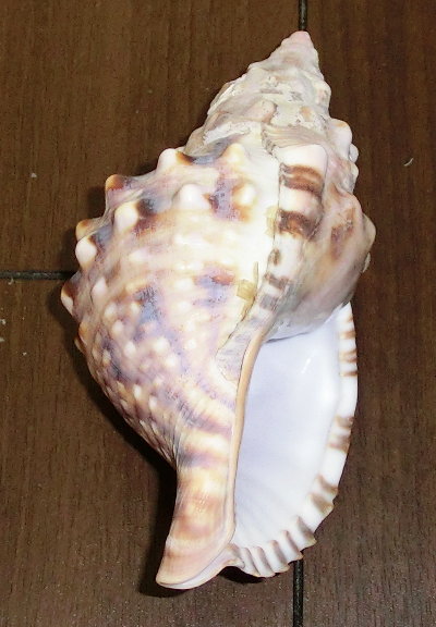 zL̉摜ł