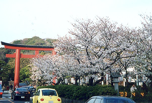 2003年段葛の桜の画像です 2003年段葛の桜の画像です