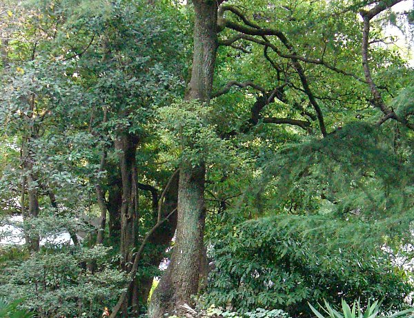 日比谷公園内の画像です 日比谷公園内の画像です
