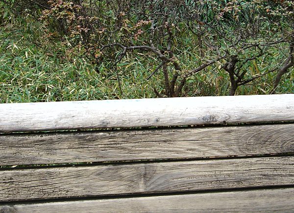 日比谷公園ベンチの画像です 日比谷公園ベンチの画像です