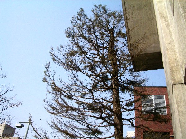 教会の前から空を見た画像です 教会の前から空を見た画像です