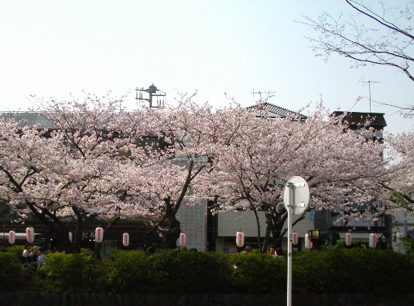 教会前から桜の段葛を見た画像です 教会前から桜の段葛を見た画像です