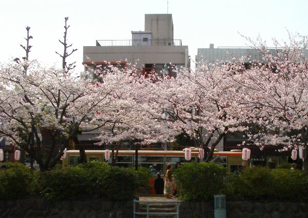 教会前から見た段葛の画像です 教会前から見た段葛の画像です