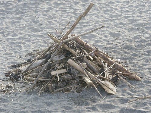 七里ヶ浜の流木たち 七里ヶ浜に集められた流木の画像です