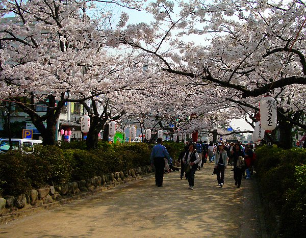 桜の咲いている時期の段葛の画像です 桜の咲いている時期の段葛の画像です