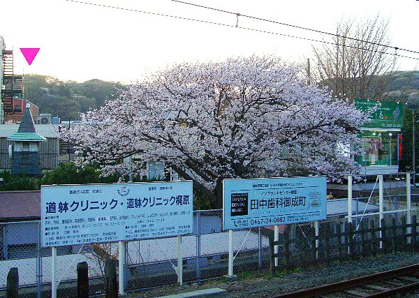 JR鎌倉駅ホームから撮影した桜の画像です JR鎌倉駅ホームから撮影した桜の画像です