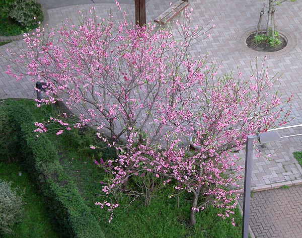 ԃ̉摜ł