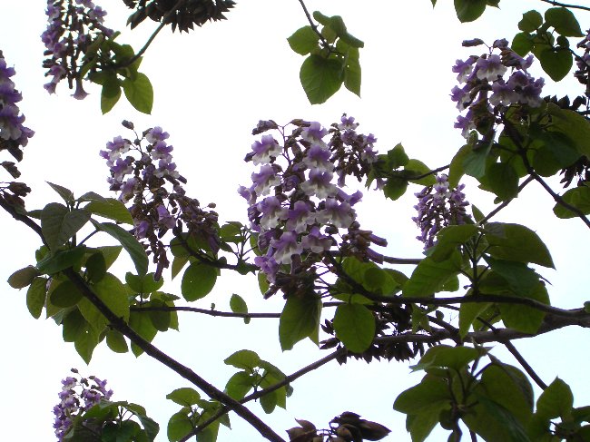 キリの花の画像です キリの花の画像です