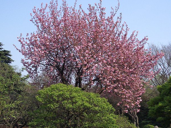 Vh䉑̉摜ł