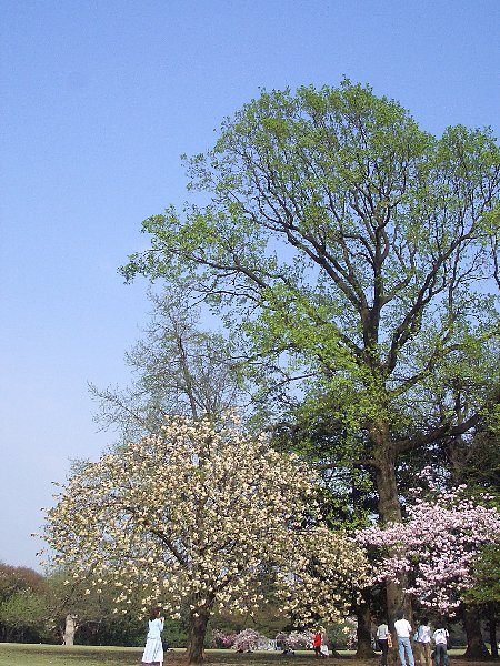 Vh䉑̉摜ł