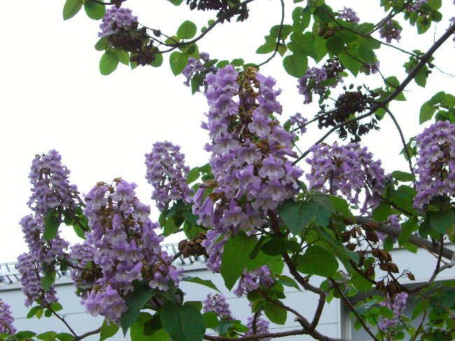 キリの花の画像です キリの花の画像です