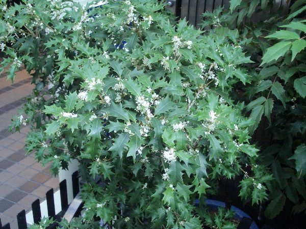 ヒイラギの花の画像です ヒイラギの花の画像です