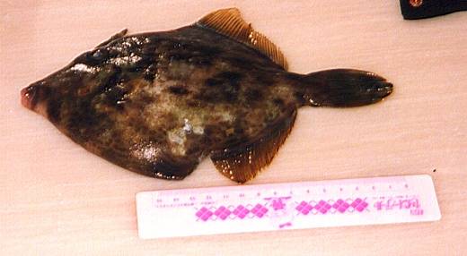 ����y���̌i�i�̒�K�ŋ��̑傫���𑪂��Ă���摜�ł�