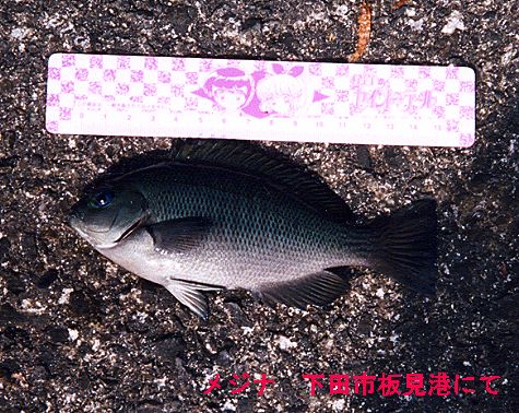 ����y���̌i�i�̒�K�ŋ��̑傫���𑪂��Ă���摜�ł�