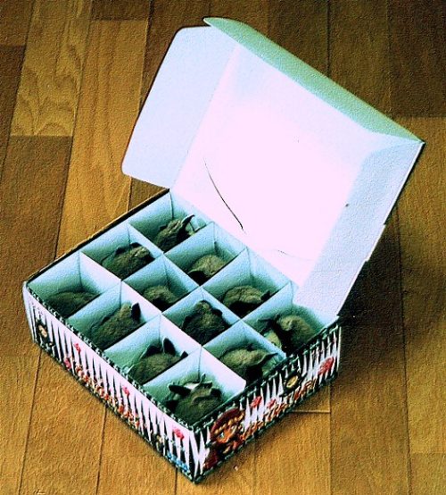 �҂傱�҂傱���r�B�̊O�����J�����Ƃ���̉摜