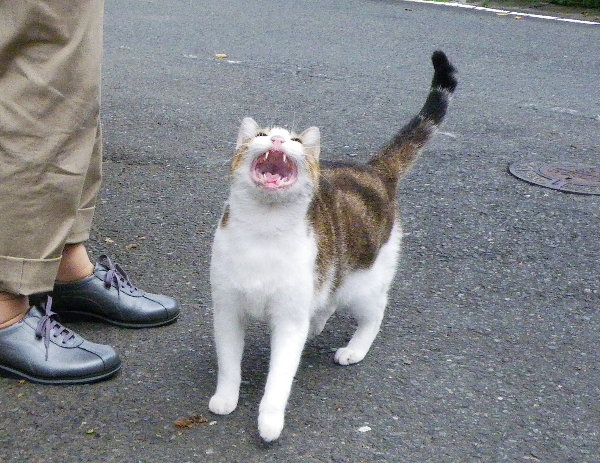 Hו˂L̉摜ł