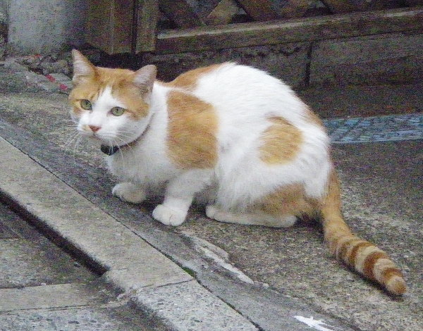 Ԕu`L̉摜ł