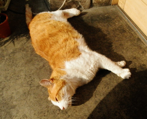 Ws^[̉摜ł