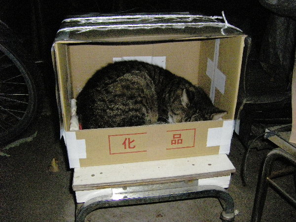 VEX̉摜ł