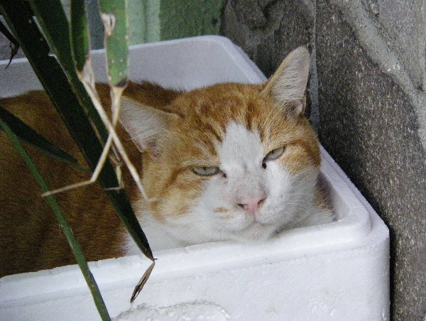 Ԕu`L̉摜ł