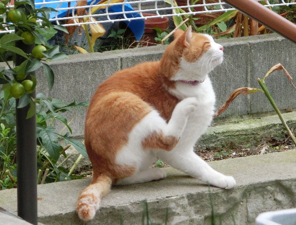 OL̉摜ł