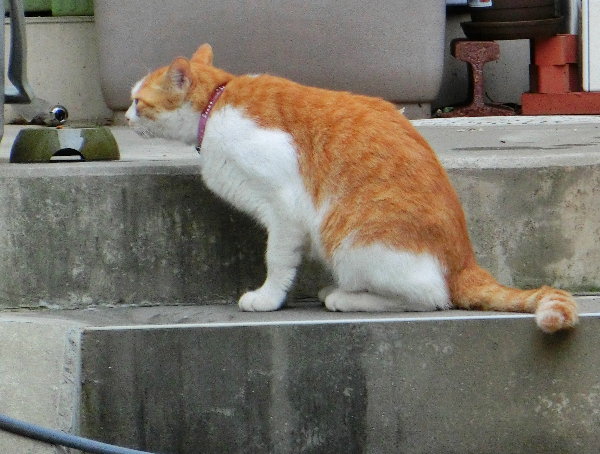 OL̉摜ł