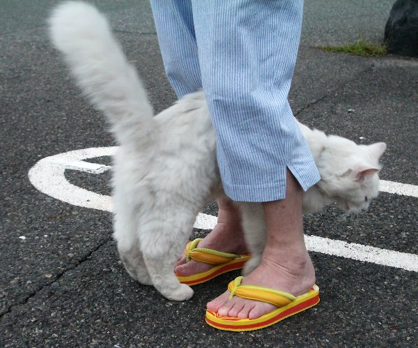 L̉摜ł