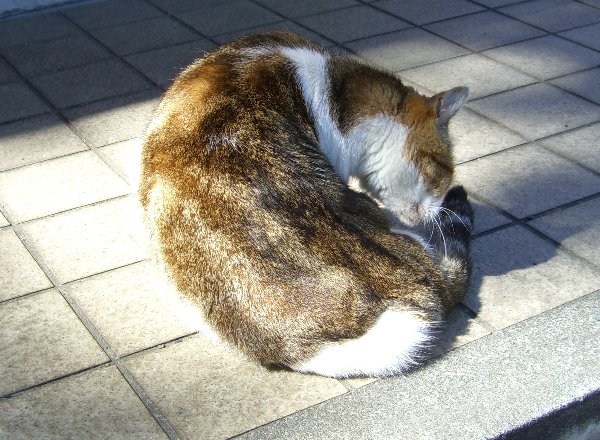 L̉摜ł
