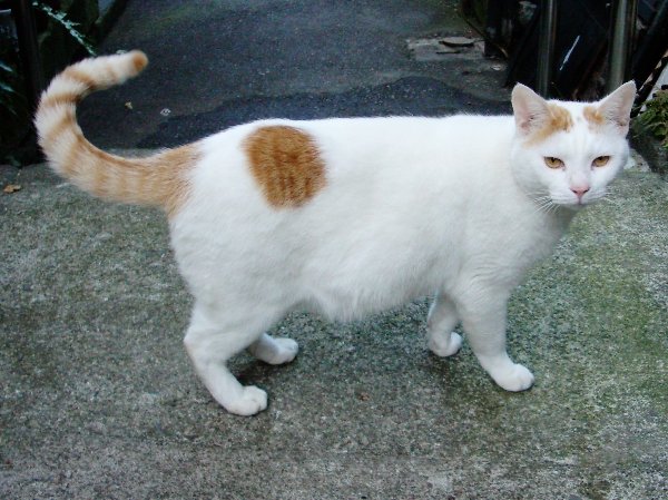 킸ɐԂF̓L̉摜ł