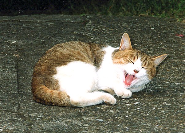 ԂL̉摜ł