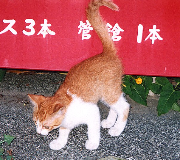 ԔԂqL̉摜ł