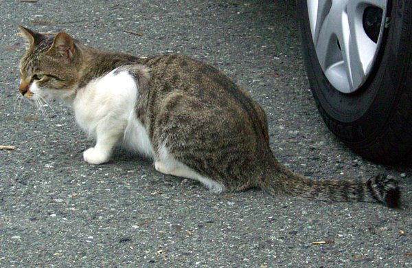 ����`�ɂ����L�̉摜