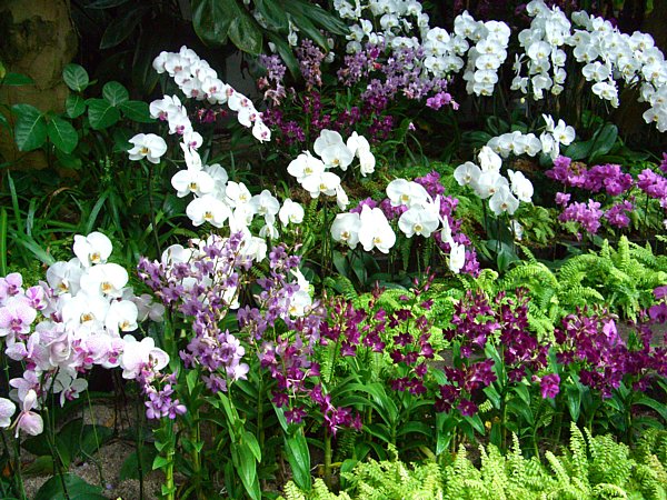 �R�`���E������V���r�W���[���̓W���摜�ł�