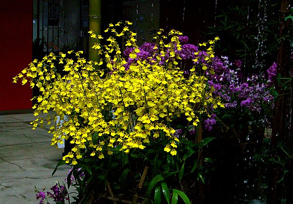 �I���V�W���[���̉摜�ł�