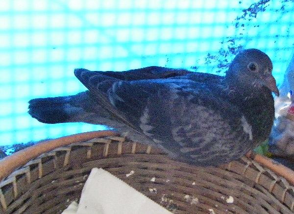 쑤qỉ摜ł