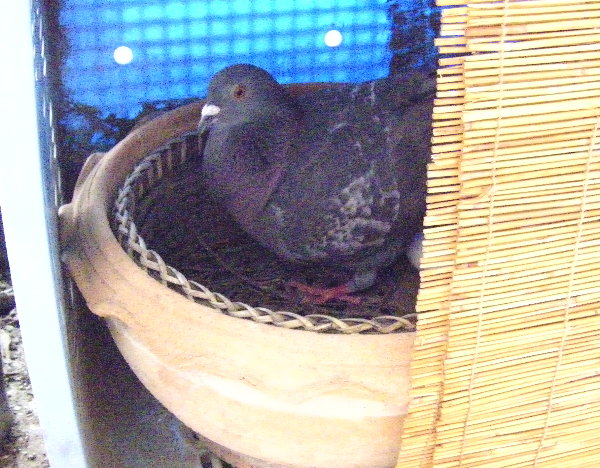 쑤Ɨ̉摜ł