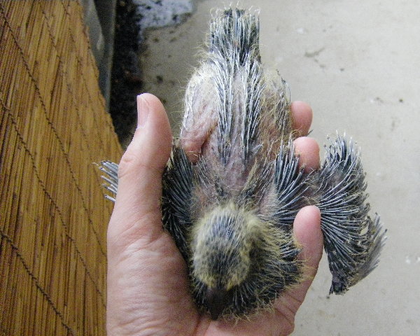 쑤qỉ摜ł