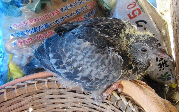 쑤qỉ摜ł