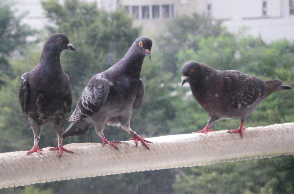 ẻ摜ł