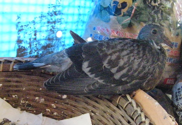 ̂ӂɍڂqỉ摜ł