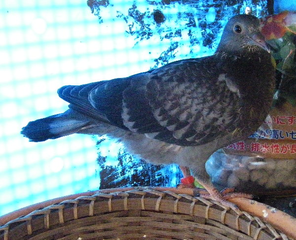 쑤qỉ摜ł