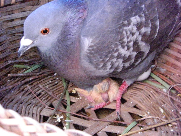 쑤qiƗAẻ摜ł