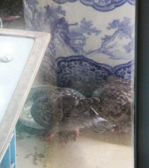 쑤qỉ摜ł
