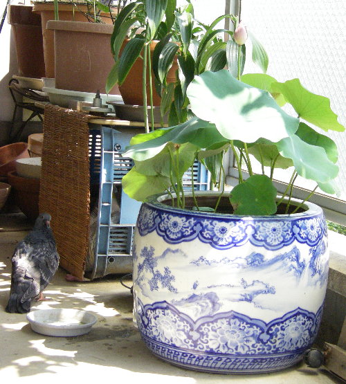 쑤qỉ摜ł