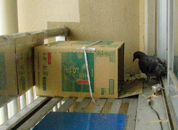 kqỉ摜ł