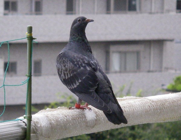 쑤qỉ摜ł