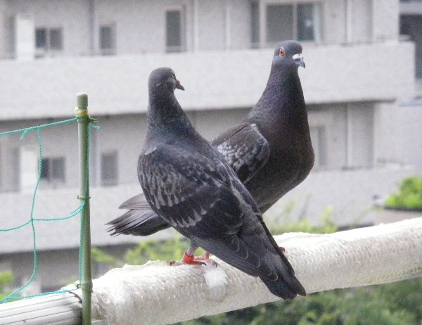 쑤qỉ摜ł