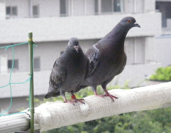 쑤qỉ摜ł