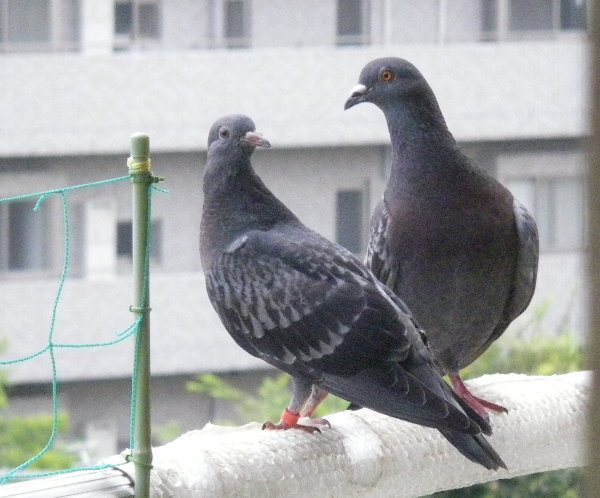 쑤qỉ摜ł